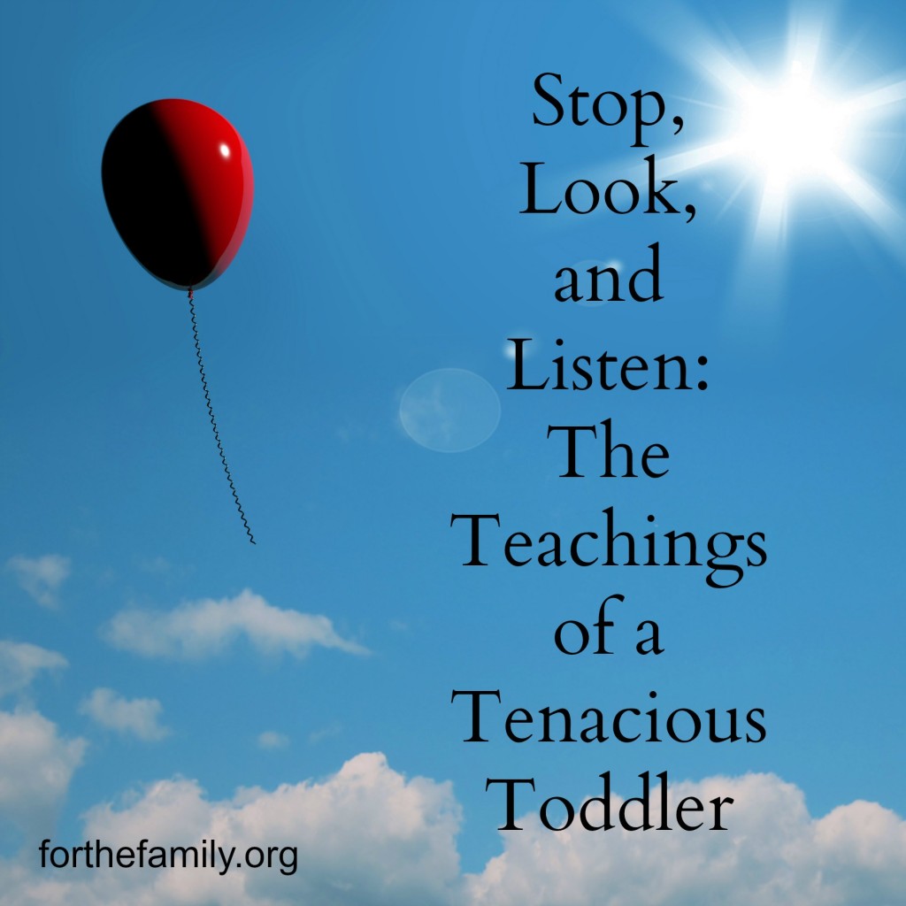 stop, look, and listen: the teachings of a tenacious toddler