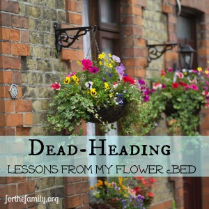 dead-heading lessons from my flower bed