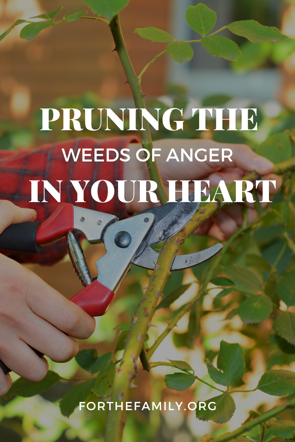 Is your heart overgrown with weeds that take over your life? Take the time to go over these three steps to prune those weeds out of your life and grow into a beautiful godly parent.